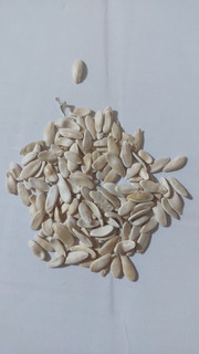 بذر خیار چنبر (فروش عمده)